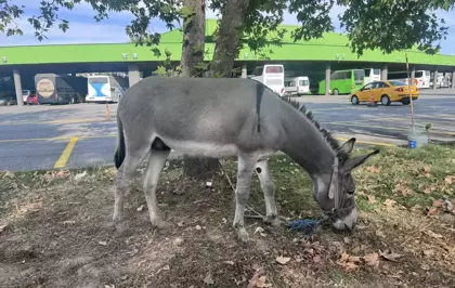 Edirne Otogarının Maskotu: Kadife İsimli Eşek