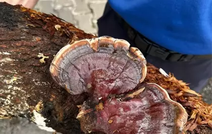 Adana'da Cezaevi Bahçesinde 'Reishi Mantarı' Üretimi Başladı