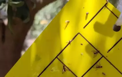 Salihli'de Zeytin Sineğine Karşı İlaçlama Uyarısı