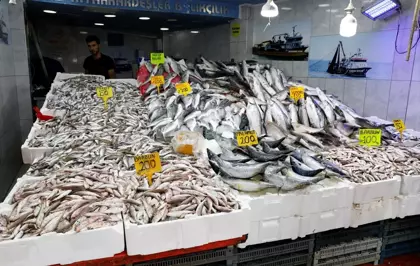 Av Yasağının Kalkmasıyla Balık Tezgahlarında Bolluk