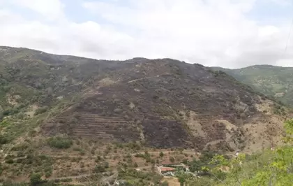 Tekirdağ'daki Orman Yangını Kontrol Altına Alındı