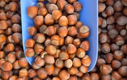 Giresun Ticaret Borsası'ndan Fındık İçin Uluslararası Tanıtım Hamlesi