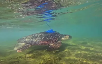 Antalya'da Caretta Carettalara Uydu Takip Cihazı Takıldı