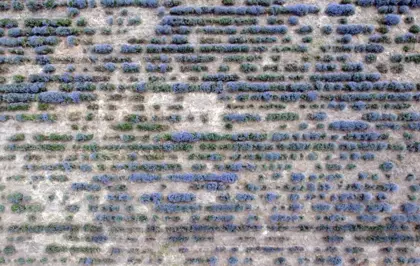 Edirne'de 8. Lavanta Tarla Günleri Başladı
