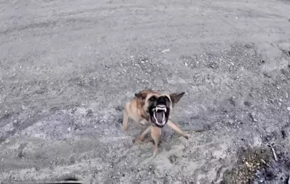 Sinop'ta Köpeğin Dronu Takibi Gülümsetti