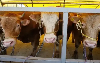 Hayvan pazarları ne zaman açılacak?