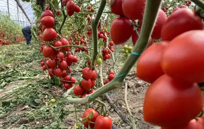 Antalya Hallerinde Domates Fiyat Endeksi Yıllık %47,28 Arttı