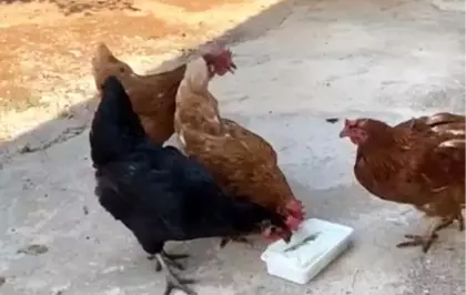 Yaz Sıcaklarında Tavuklara Dondurma İkramı