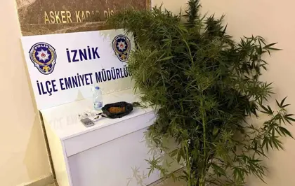 İznik'te Kenevir Yetiştiren İki Kişi Tutuklandı