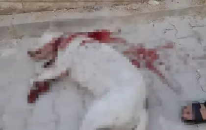 Bahçesindeki Hayvanlara Zarar Verdiği Gerekçesiyle Hamile Köpeği Vuran Adam Tutuklandı
