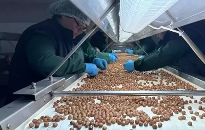 124 ülke fındık için sıraya girdi! Türkiye'ye para yağdırdılar