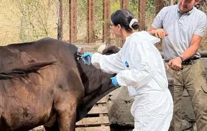 Kastamonu'da Şap Hastalığı Nedeniyle 69 Köye Hayvan Giriş Çıkışı Yasaklandı