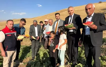 Yüksekova'da Mısır, Karpuz ve Kavun Hasadı Başladı