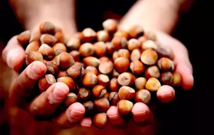 Düzce'de fındık ihracı geçen yılın gerisinde kaldı