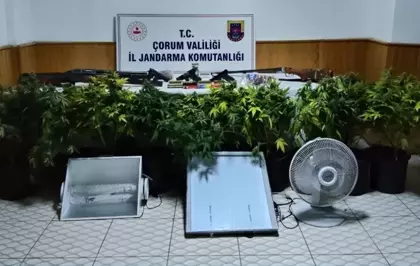 Çorum'da uyuşturucu bitki yetiştiren 4 kişi yakalandı