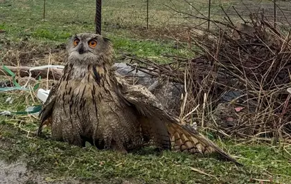 Şırnak'ta bulunan yaralı baykuş tedavi altına alındı