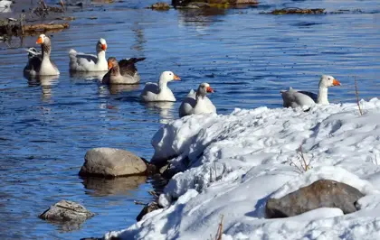 Kars'ta kazlar buz tutmayan derelerde yüzdü
