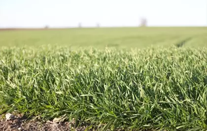 Trakya'da bu sene buğday erken boy attı