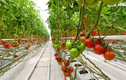 HEKTAŞ, ESG derecelendirmesinde ikinci olduğunu duyurdu