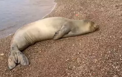 Yunanistan'dan kaçıp geldiği Antalya sahilinde dinlenen Akdeniz foku, mavi sularla buluşturuldu