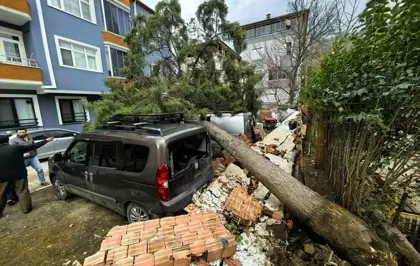 Samsun'da şiddetli rüzgar nedeniyle devrilen ağaçlar 3 araca zarar verdi