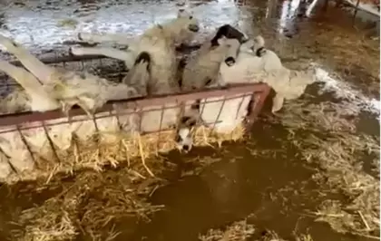 Sular altında kalan hayvan damındaki koyunlar telef oldu