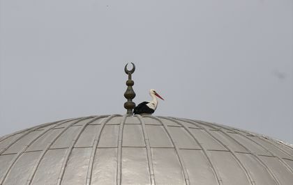 Antalya'da cami kubbesindeki leylek yuvası güvenli alana taşındı