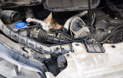 Çınarcık'ta aracın motoruna sıkışan kedi kurtarıldı