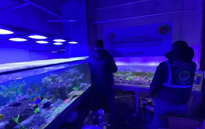 Ticaret Bakanlığı ekipleri geçen yıl kaçak girişim kapsamında 85 binden fazla canlı hayvan ele geçirdi