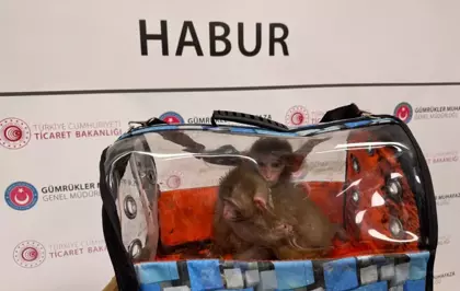 Gümrükler Muhafaza ekipleri, 2025'te 85 bin 342 canlı hayvan ele geçirdi