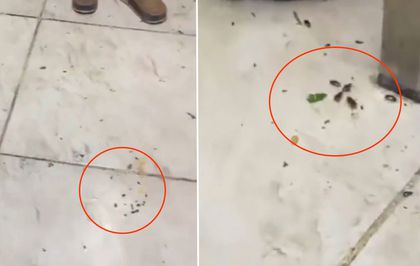 Her gün yüzlerce kişinin gittiği restoranda mide bulandıran görüntüler