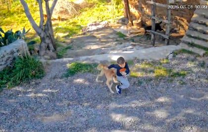 Antalya'da sahipsiz köpeğin saldırısına uğrayan 7 yaşındaki çocuk hastanelik oldu
