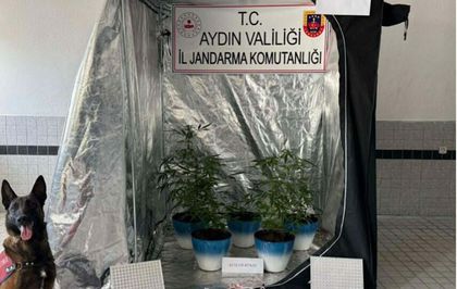 Evinde Hint keneviri yetiştiren şüpheliye gözaltı