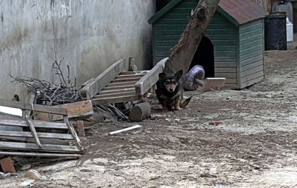 Pitbull'un saldırdığı 'Reis' isimli köpek, ağır yaralandı