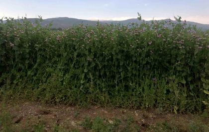 Bayburt'ta yüzde 50 hibeli bezelye tohumu desteğinde başvurular 23 Mart'ta başlıyor