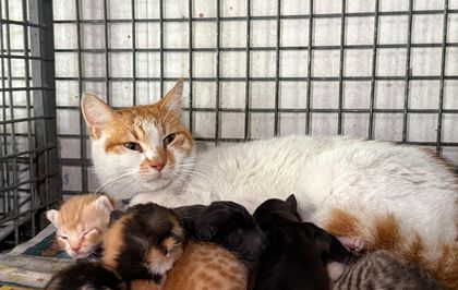 Gebe köpek öldü, yavrulara anne kedi sahip çıktı