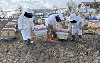 Ardahan'da kovanlar bahara kayıpsız açıldı, bal üreticileri sezona umutla başladı