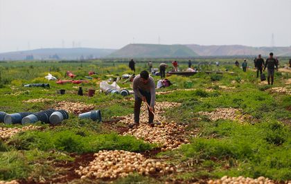 Hatay'da turfanda soğan hasadına başlandı