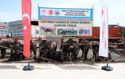 Yozgat'ta besicilere damızlık manda dağıtıldı