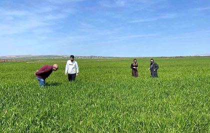Cizre'de tarlalarda 'süne' mesaisi