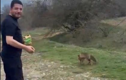 Tilkinin kek yediği anlar kamerada