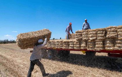 Kırklareli'nde saman balyası mesaisi: Günde 500 balya taşıyorlar