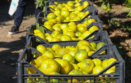 İzmir'de satsuma mandalina ihracatı geçen yıla göre yüzde 12 artan rekolteyle başladı