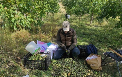 Sason'da ceviz hasadında dönümden ortalama 500 kilogram ürün alınıyor