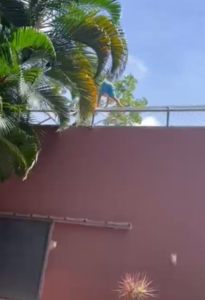 Tutkusu sonu oldu! 6 metrelik duvarı aşıp aslan kafesine girdi, sonrası facia