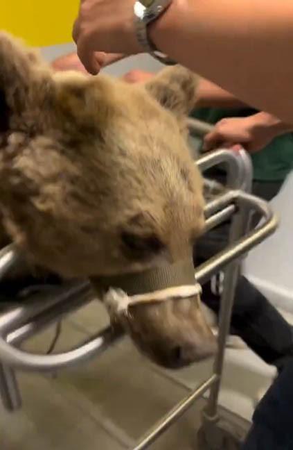 Meyveler midesine dokundu, 300 kiloluk ayı Okan hastaneye kaldırıldı