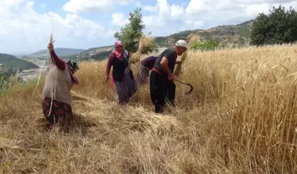 Türkiye'nin İlk Buğday Hasadı Antalya'dan