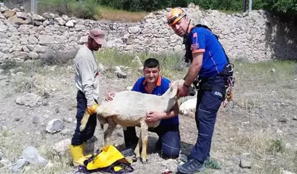 Kuyuya düşen koyunu AFAD ekipleri kurtardı