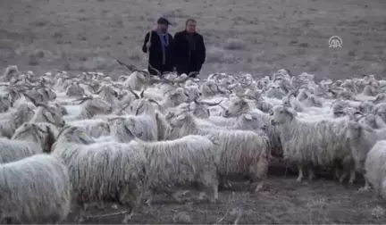 Türkiye'de Ilk Kez Çobanlar Için Fuar Düzenlenecek