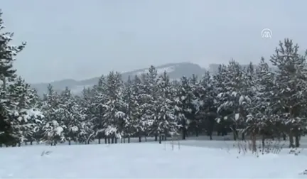 Yılbaşı Öncesi Çam Ağacı Nöbeti